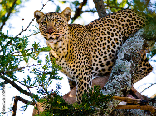 Leopard on a tree. National Park. Kenya. Tanzania. Maasai Mara. Serengeti. An excellent illustration.