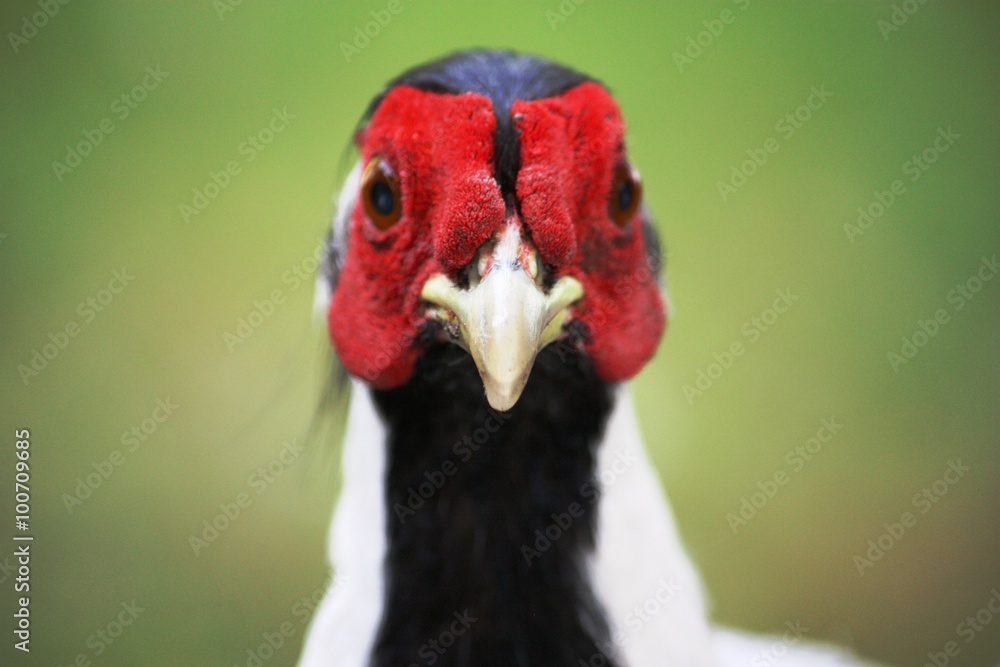 Face Silver Pheasant Lophura nycthemera on the Isola Madre