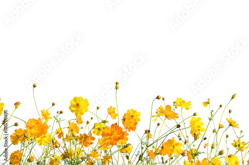Fototapeta Naklejka Na Ścianę i Meble -  Yellow Cosmos flower meadow field isolate on white as background