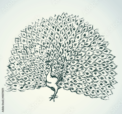 Peacock. Vector drawing