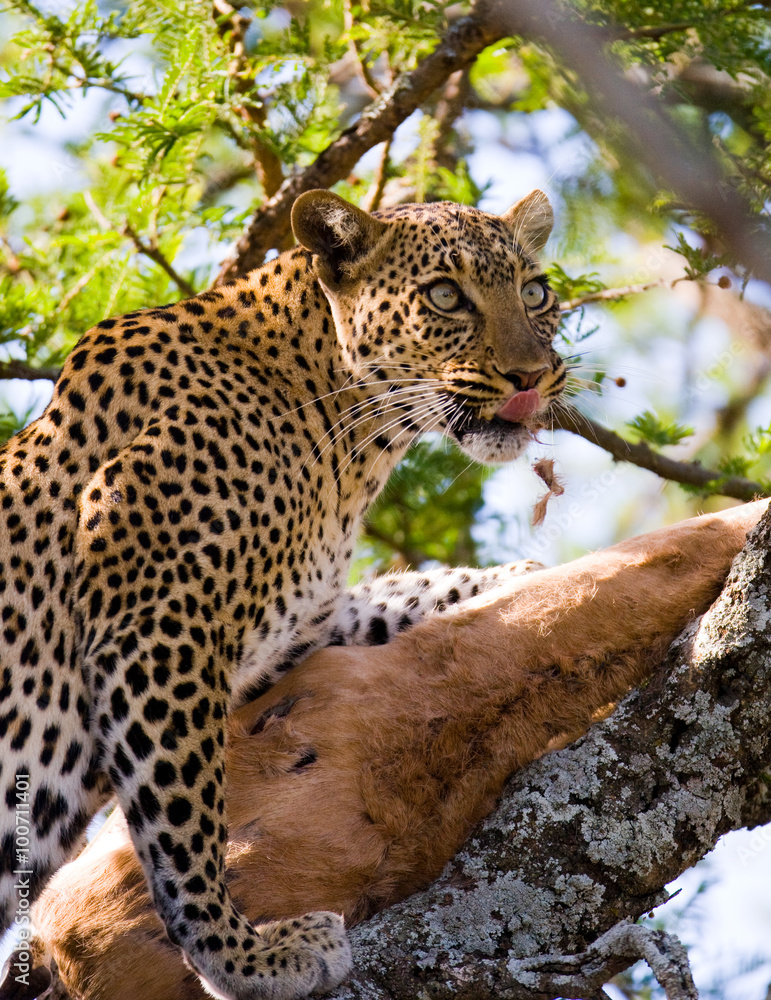 Obraz premium Leopard is eating prey on the tree. National Park. Kenya. Tanzania. Maasai Mara. Serengeti. 