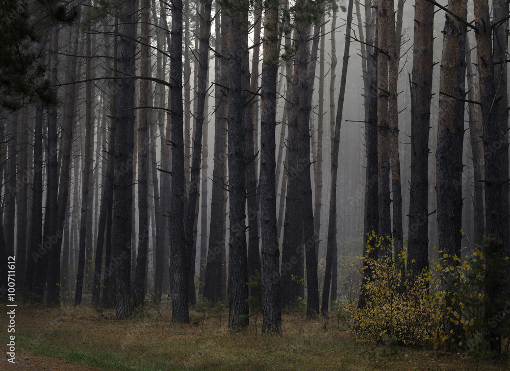 Misty autumn forest with pine trees Misty autumn forest with pine trees