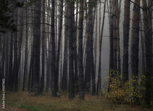 Misty autumn forest with pine trees