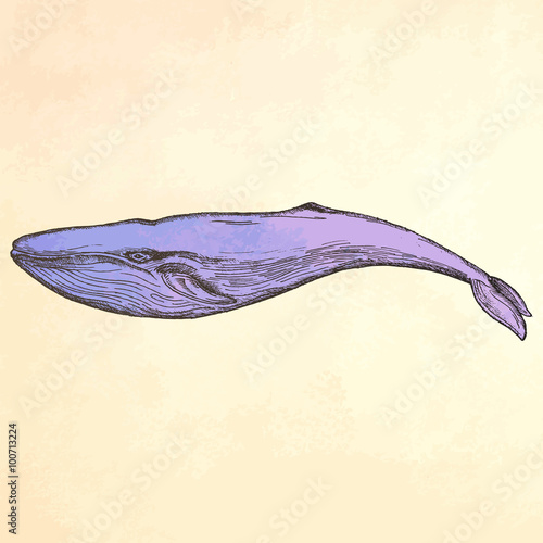 Engraving hand drawn whale. 