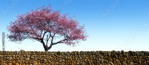 Photographie blossoming almond tree