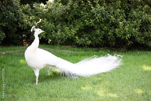 White Peacock on the Isola Madre Lake Maggiore, Italy