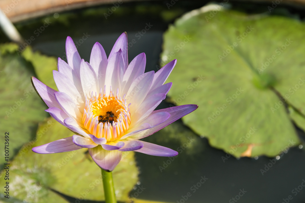 Closeup of the purple lotus in the pound Closeup of the purple lotus in the pound