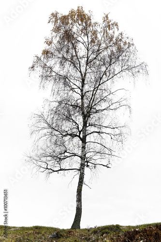 Birch tree in autumn