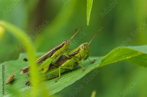 Grasshopper green Are mating on the green leaves © chaphot
