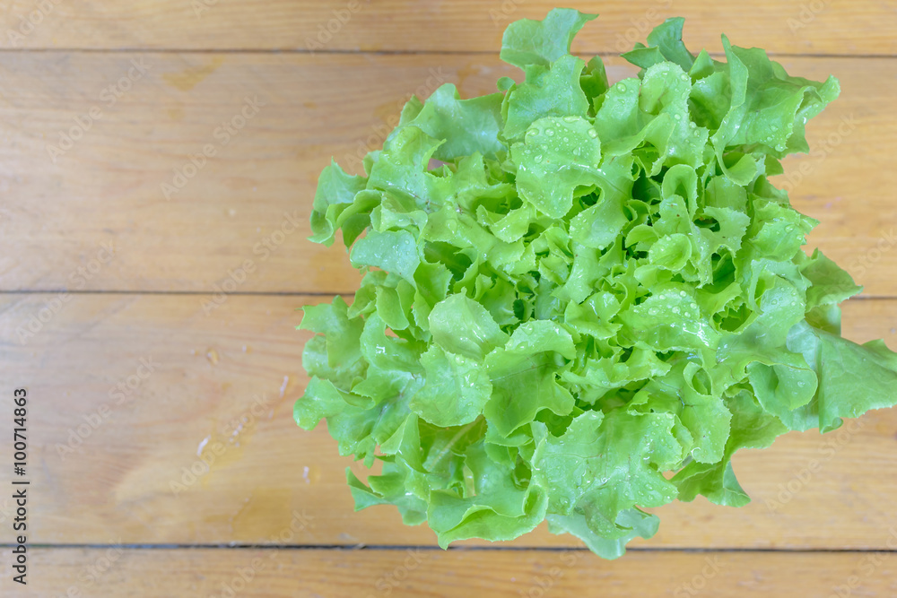 Fresh oak leaf lettuce isolated on wood table Fresh oak leaf lettuce isolated on wood table