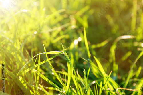 Green grass with sunlight