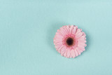 Różowy kwiat gerbera na turkusowym tle