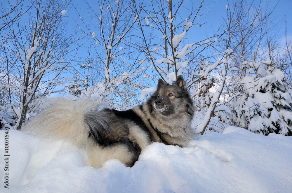 Naklejka premium Hund im Schnee
