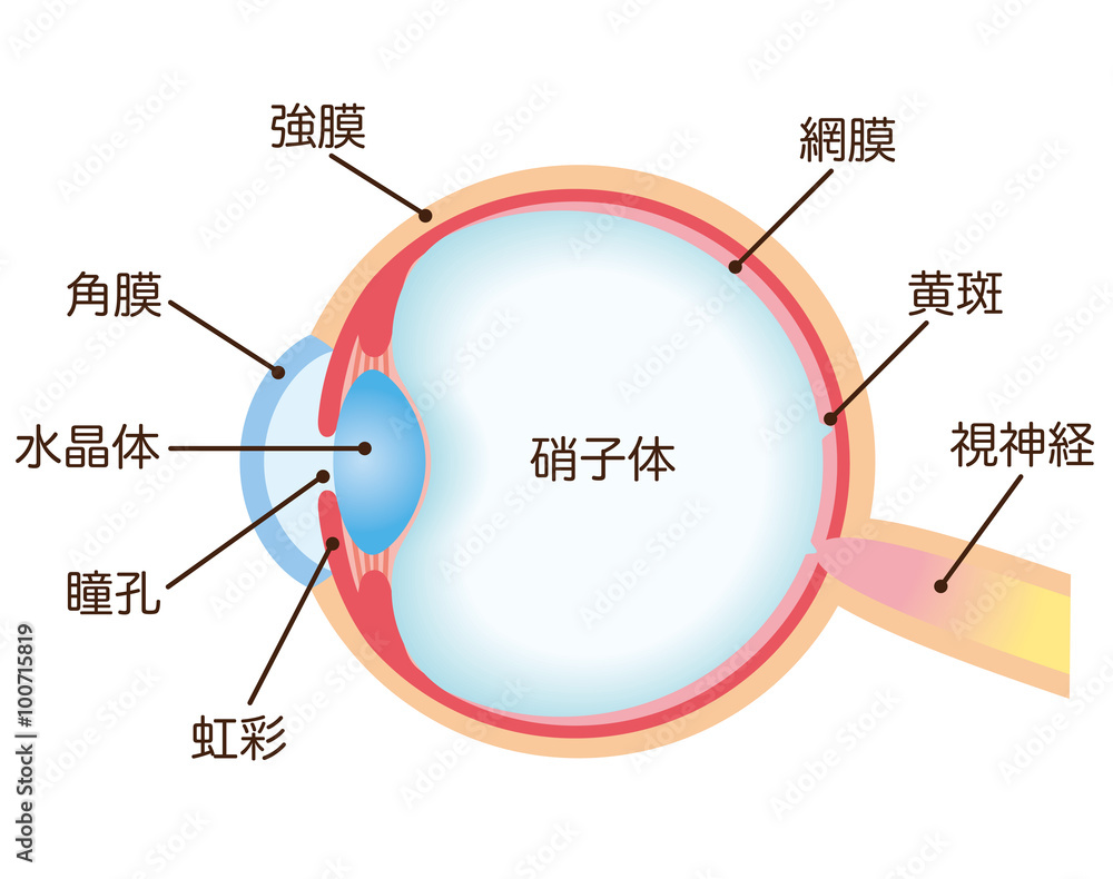 目の構造 断面図 目の構造 断面図