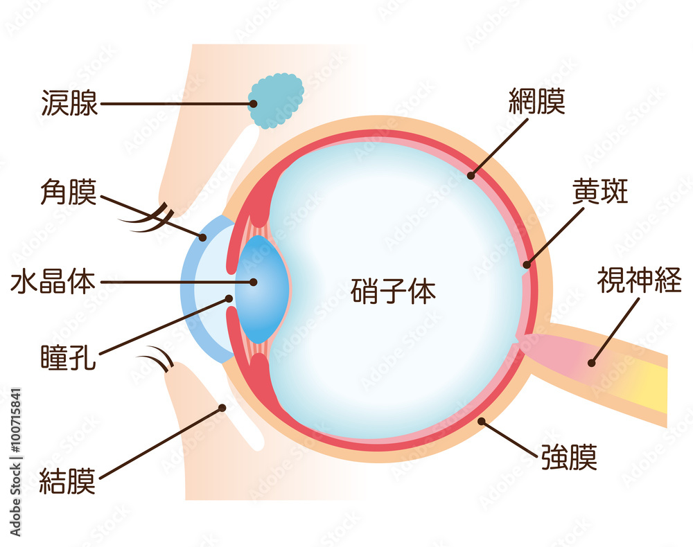 目の構造 断面図 Stock イラスト Adobe Stock