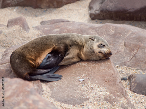 Young brown fur seal sleaping on the rock