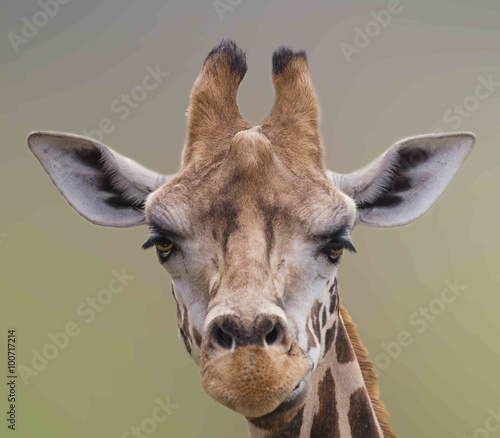 I Am Beautiful, A Cute Giraffe portrait. 