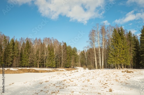 Wallpaper Mural Winter snowy forest in the vicinity of St. Petersburg
 Torontodigital.ca