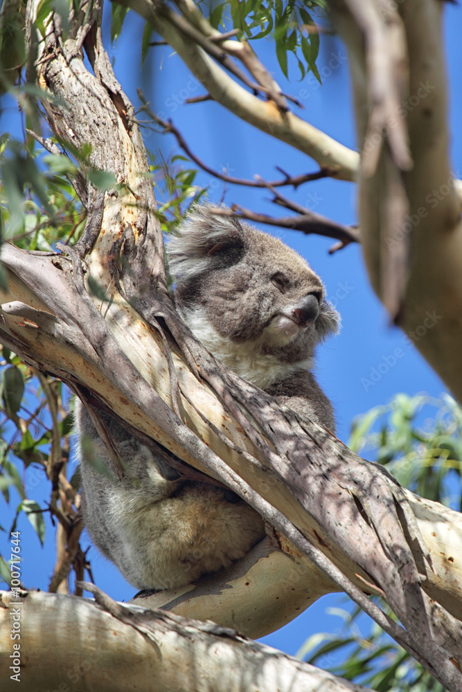 Fototapeta premium Koala (Phascolarctos cinereus)