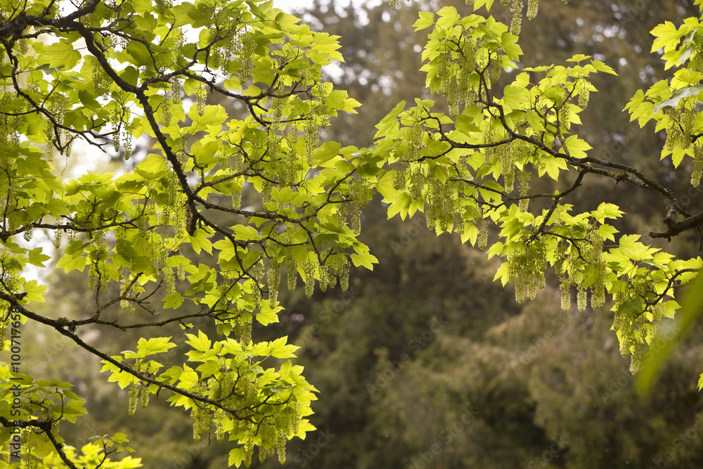 Spring Green. The new foliage in springtime is a delightful bright green. Taken so the leaves are backlit, the new growth glows in the sunlight. Spring Green. The new foliage in springtime is a delightful bright green. Taken so the leaves are backlit, the new growth glows in the sunlight.