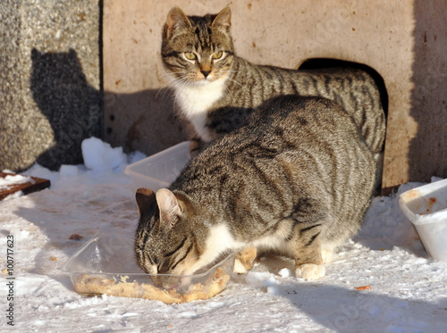 cat is eating in the snow