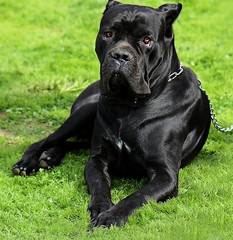 Fototapete Panther Schwarzer Panther mit intensivem Blick  © ilkerkursun