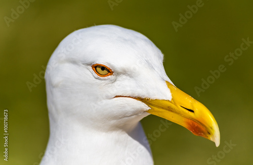 Head Of Seagull With Green Background