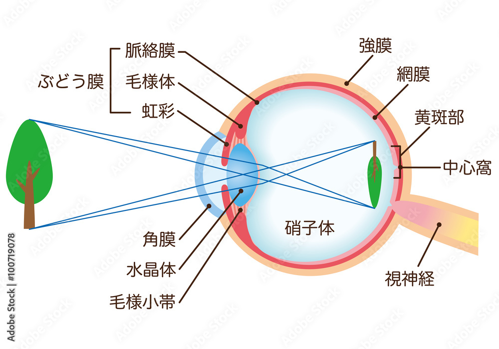 目の構造　断面図