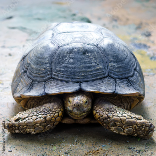 Close-up shot of and old giant tortoise