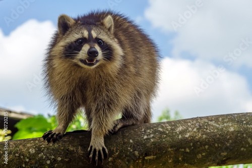 Photo A raccoon walking on tree branch during a fine sunny day