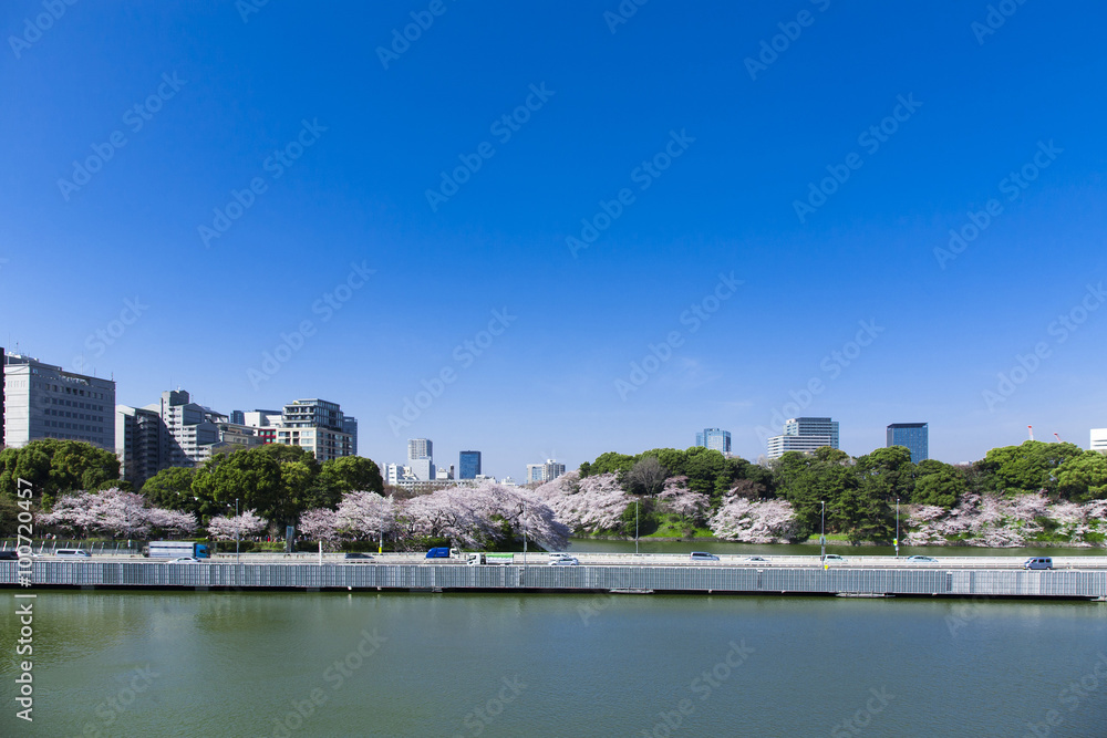 千鳥ヶ淵の桜 千鳥ヶ淵の桜