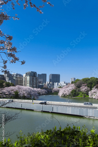 千鳥ヶ淵の桜