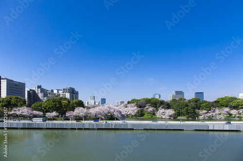 千鳥ヶ淵の桜
