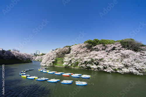 千鳥ヶ淵の桜