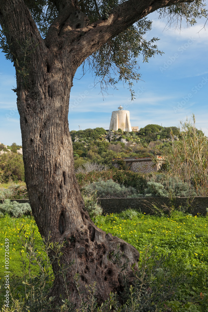 Lighthouse of Cape Milazzo far view from a olive tree