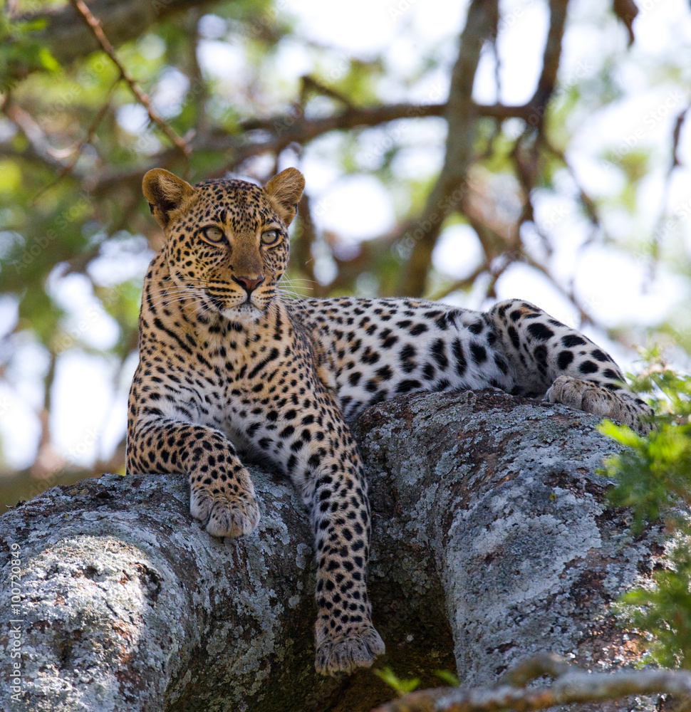 Obraz premium Leopard is lying on a tree. National Park. Kenya. Tanzania. Maasai Mara. Serengeti. An excellent illustration
