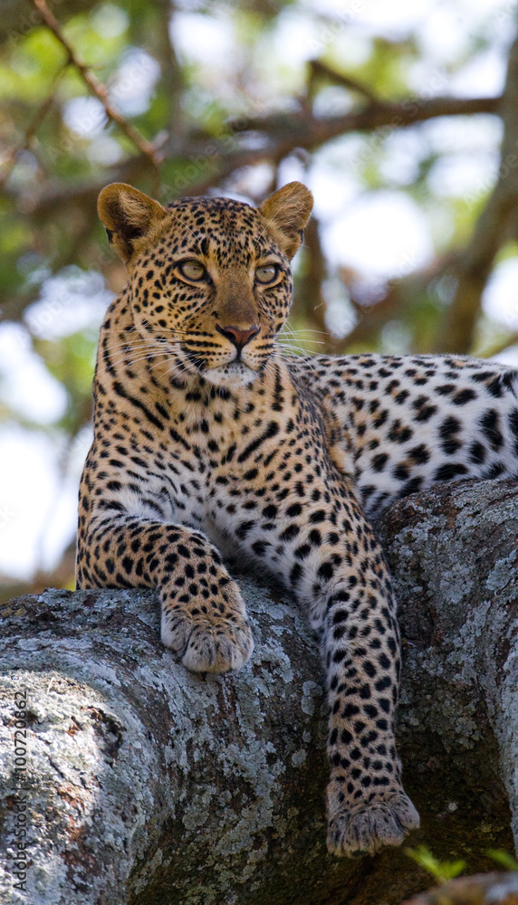 Leopard is lying on a tree. National Park. Kenya. Tanzania. Maasai Mara. Serengeti. An excellent illustration Leopard is lying on a tree. National Park. Kenya. Tanzania. Maasai Mara. Serengeti. An excellent illustration