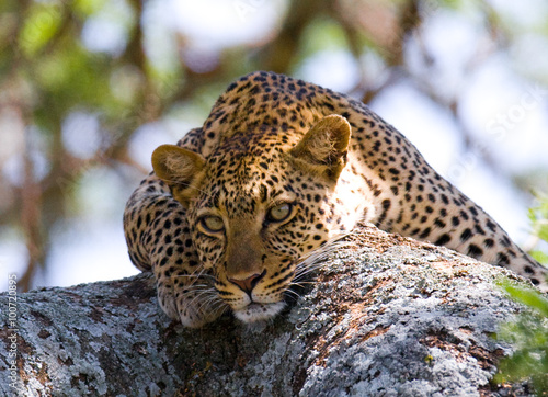 Leopard is lying on a tree. National Park. Kenya. Tanzania. Maasai Mara. Serengeti. An excellent illustration