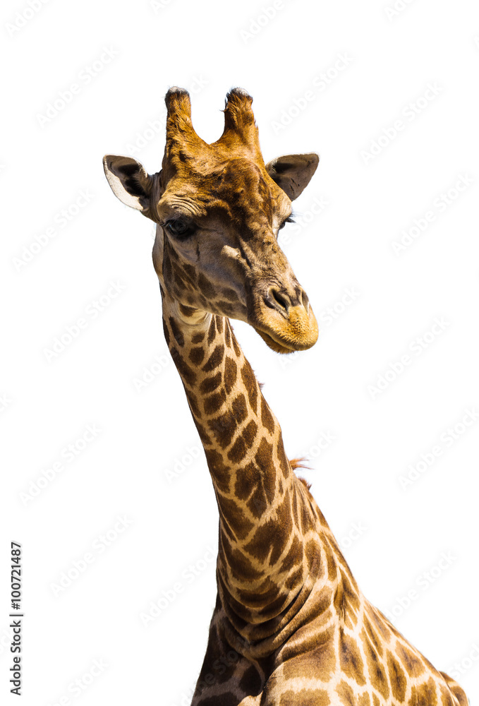 Obraz premium giraffe