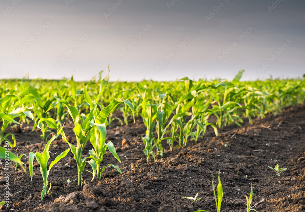 corn field in spring corn field in spring