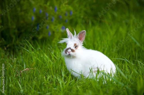Fototapeta Naklejka Na Ścianę i Meble -  White baby rabbit with brown spots on a green meadow