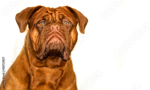 Dogue de Bordeaux © jandix2