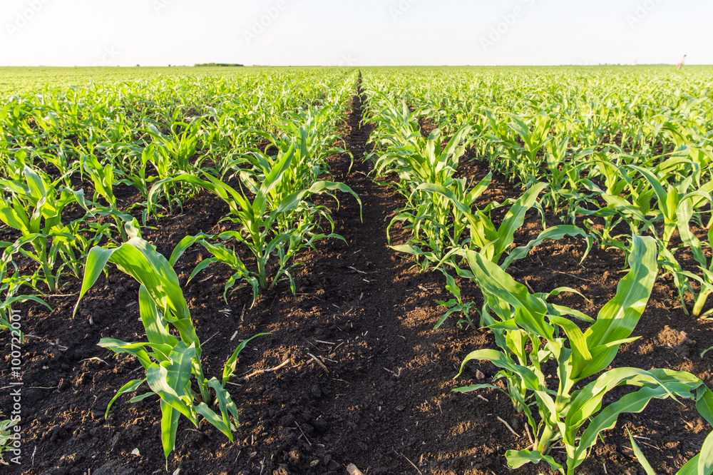 Naklejka premium corn field in spring
