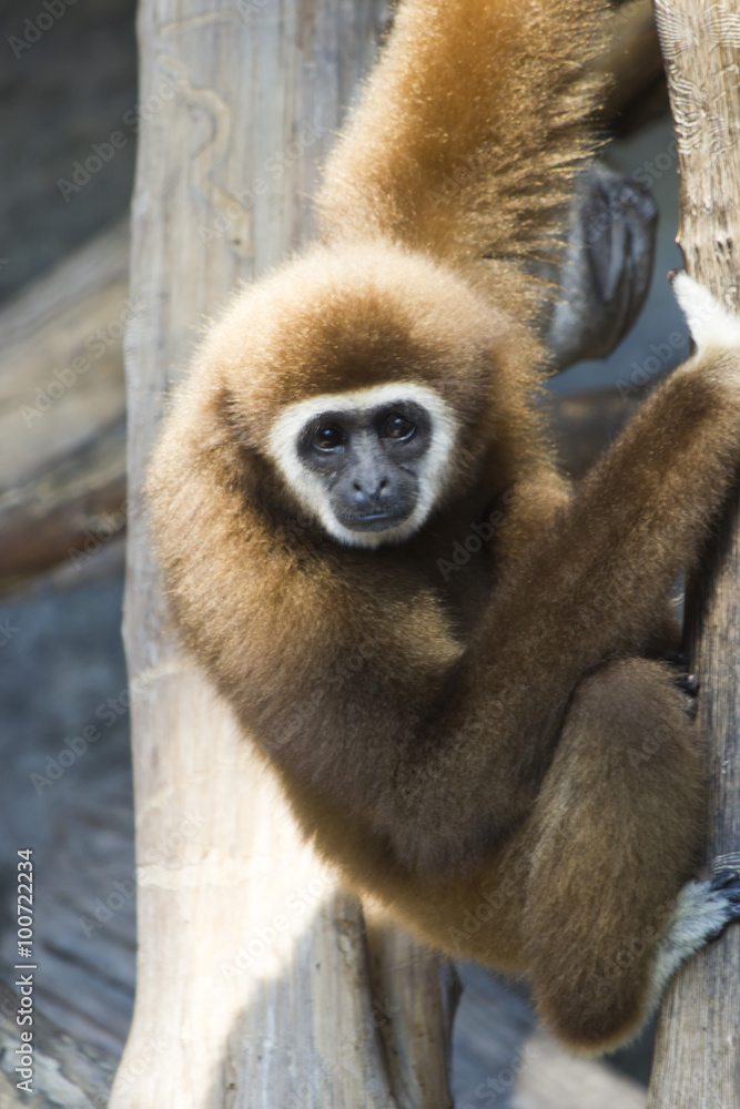 Fototapeta premium Monkeys in a zoo