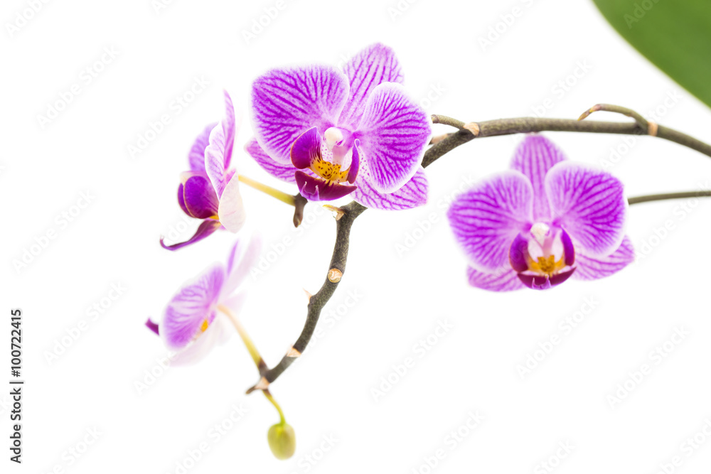 Orchid flowers on white background Orchid flowers on white background
