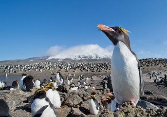 Fototapete Pinguin Goldschopfpinguin Kolonie auf Zavodovski Island  © mzphoto11