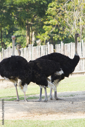 Ostriches in a zoo