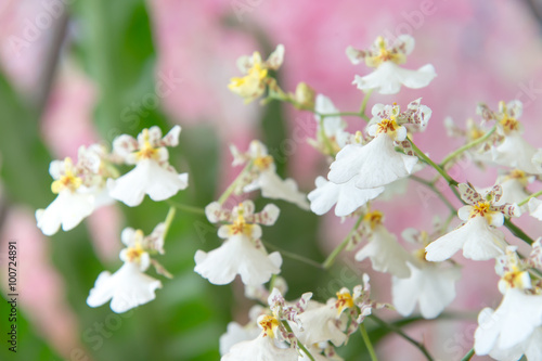 Flowers of cymbidium orchid in garden