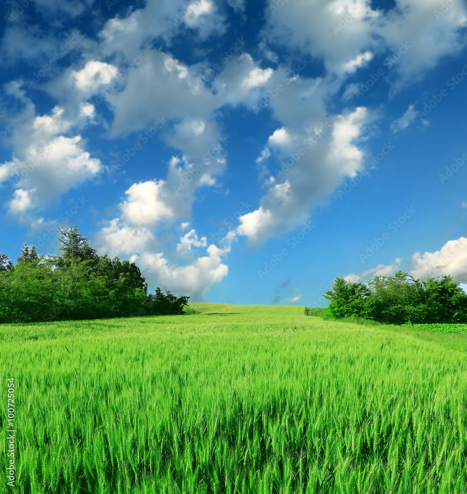 Obraz premium green wheat field