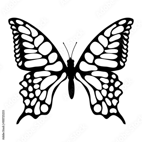 Beautiful butterfly